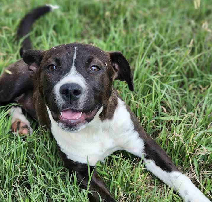 Photo of Harley