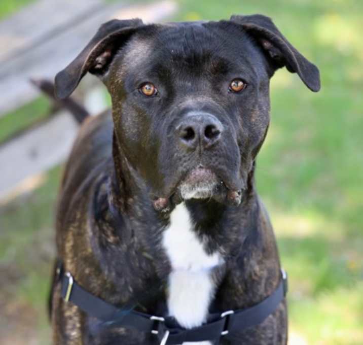 Photo of Diesel 2