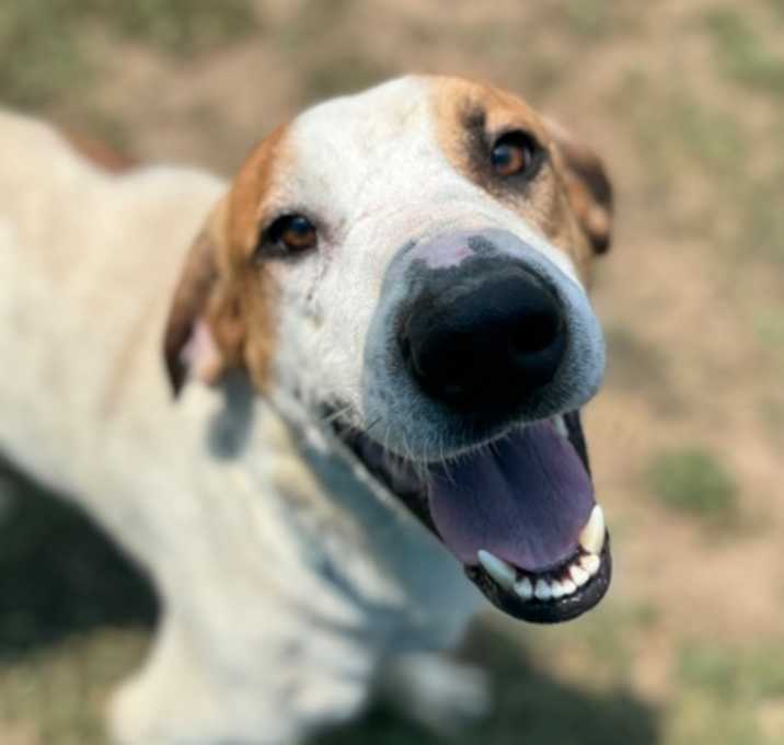 Photo of Bully