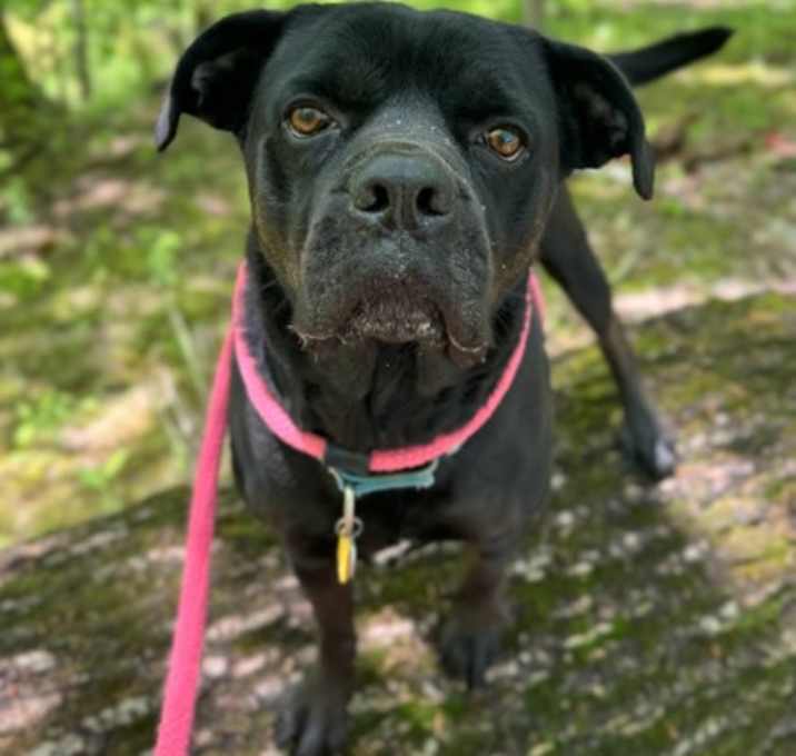 Photo of Mowgli