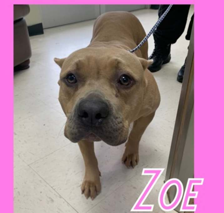 Photo of Zoe
