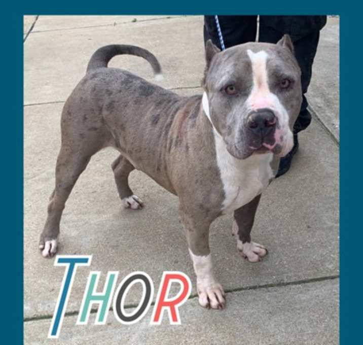 Photo of Thor