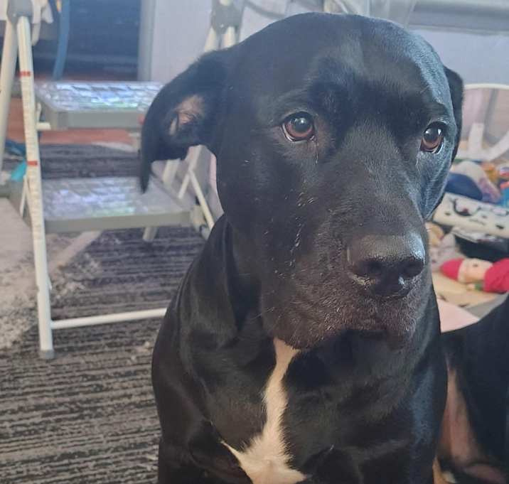 Photo of Onyx