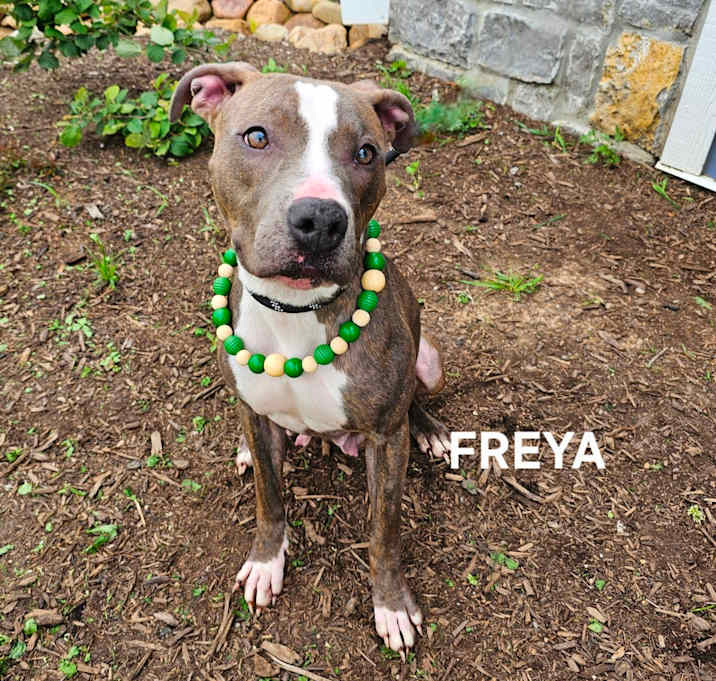Photo of Freya