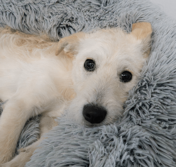 Photo of Muffin