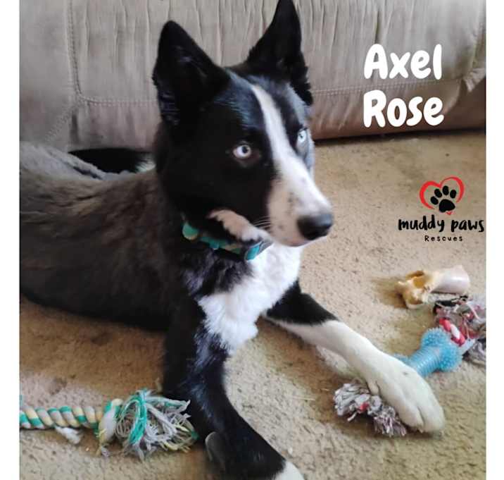 Photo of Axel Rose (Courtesy Post)