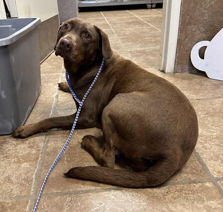 Photo of Mocha