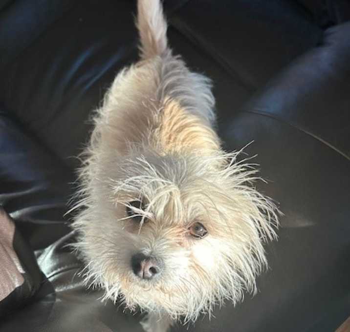 Photo of Tilly