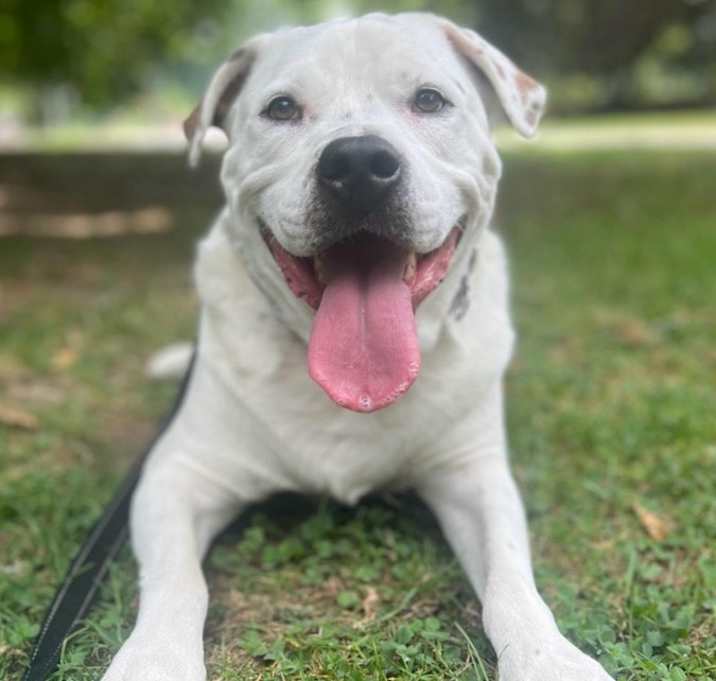 Photo of Louie