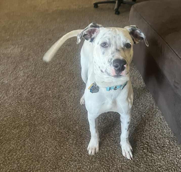 Photo of Blu