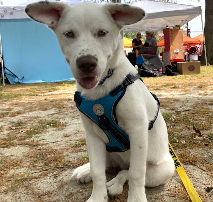 Photo of Opal (fka Prancer)