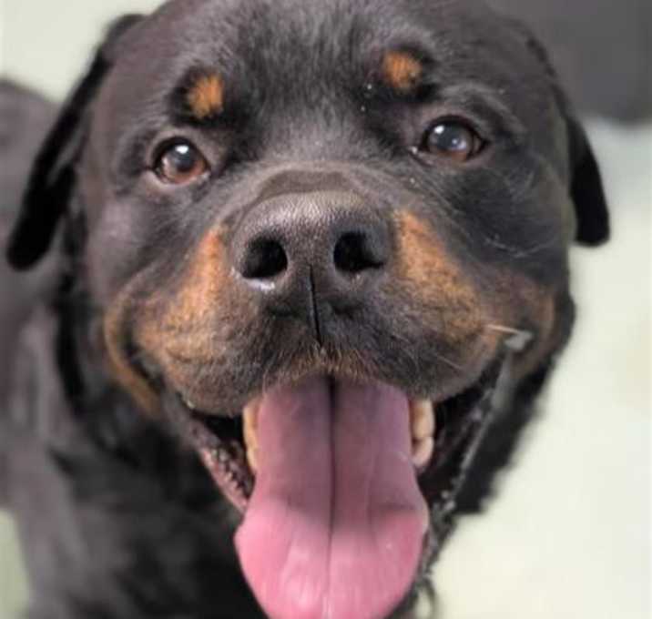 Photo of Taz