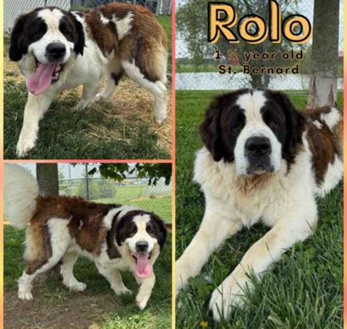 Photo of Rolo