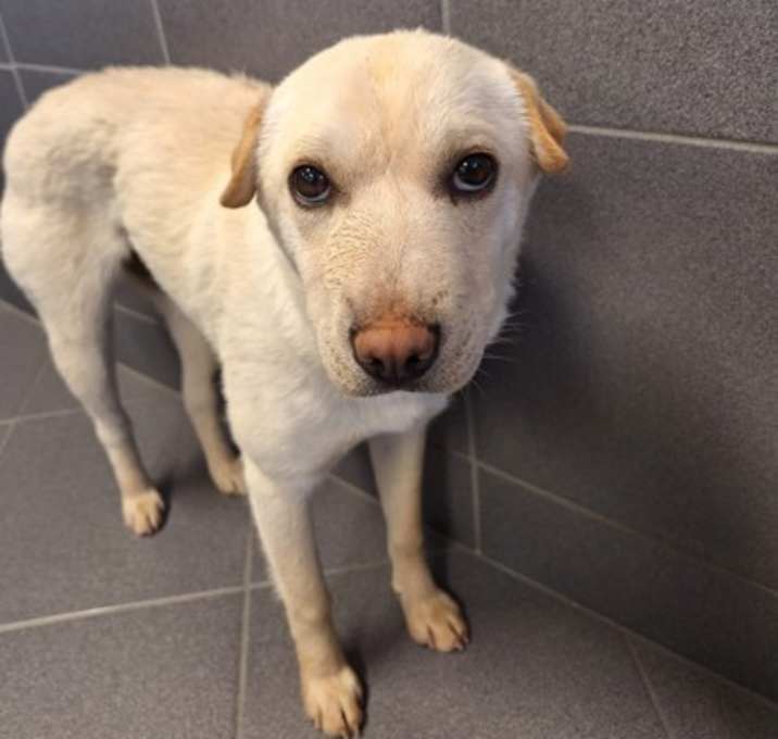 Photo of Sugar