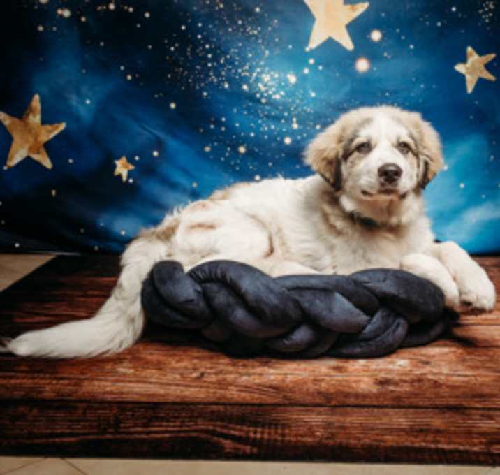 Photo of Sam