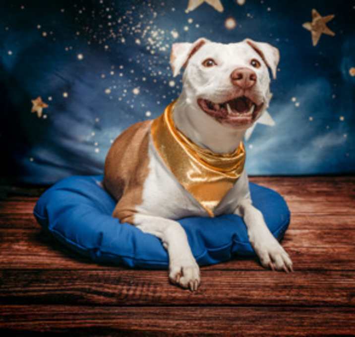 Photo of Honey