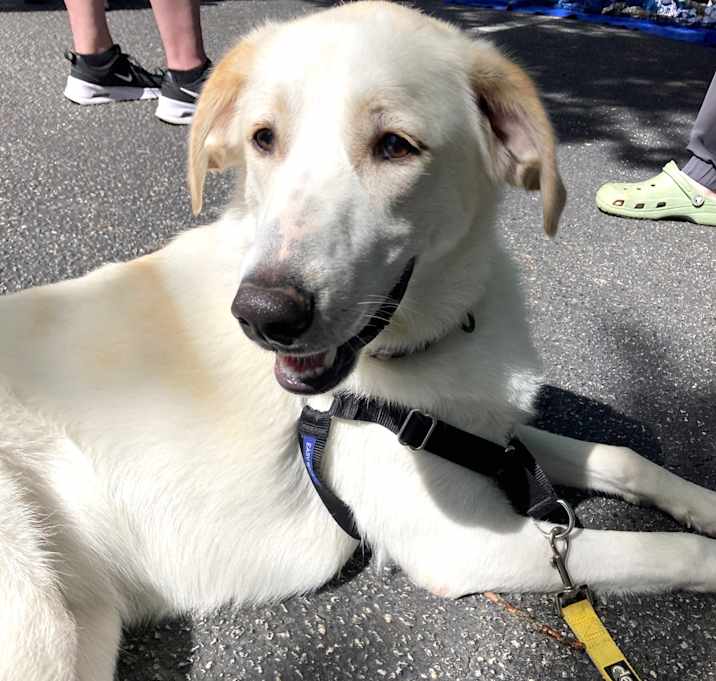 Photo of Casper