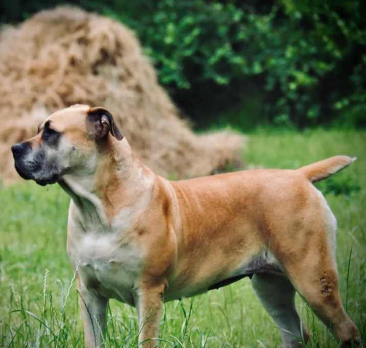 Photo of Sheba