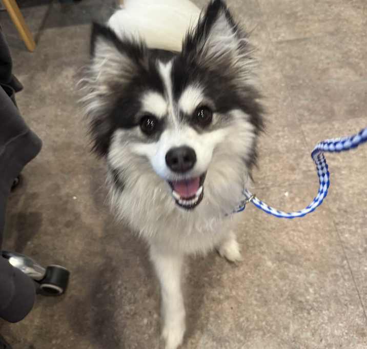 Photo of Fluff