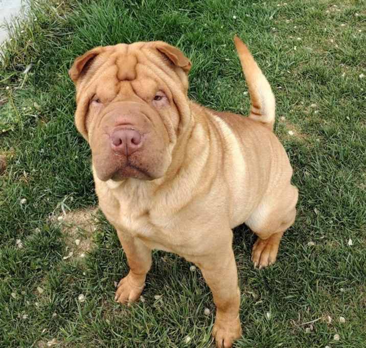 Photo of Bonnie 44001