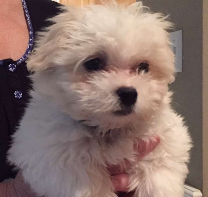 Photo of Boo