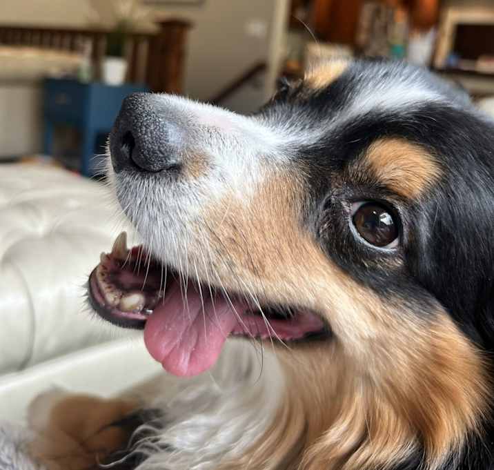 Photo of Milo