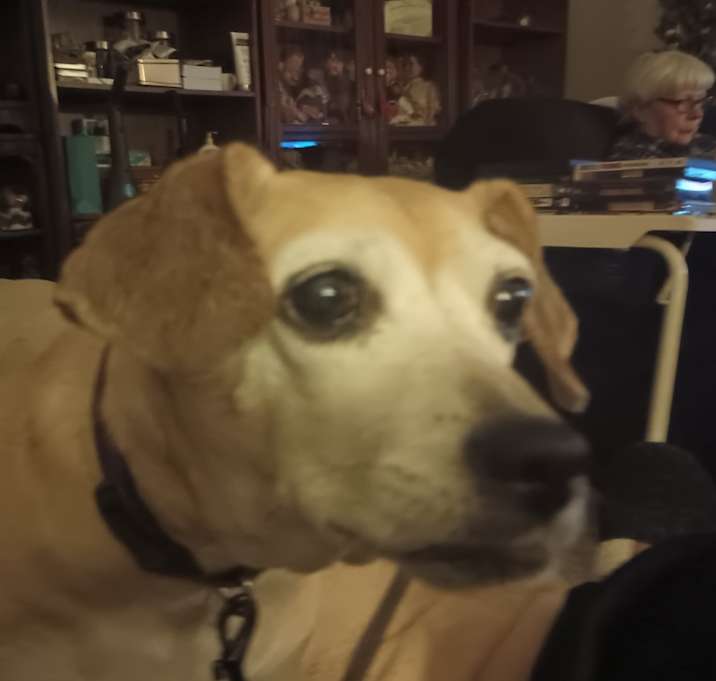 Photo of BUTTERSCOTCH