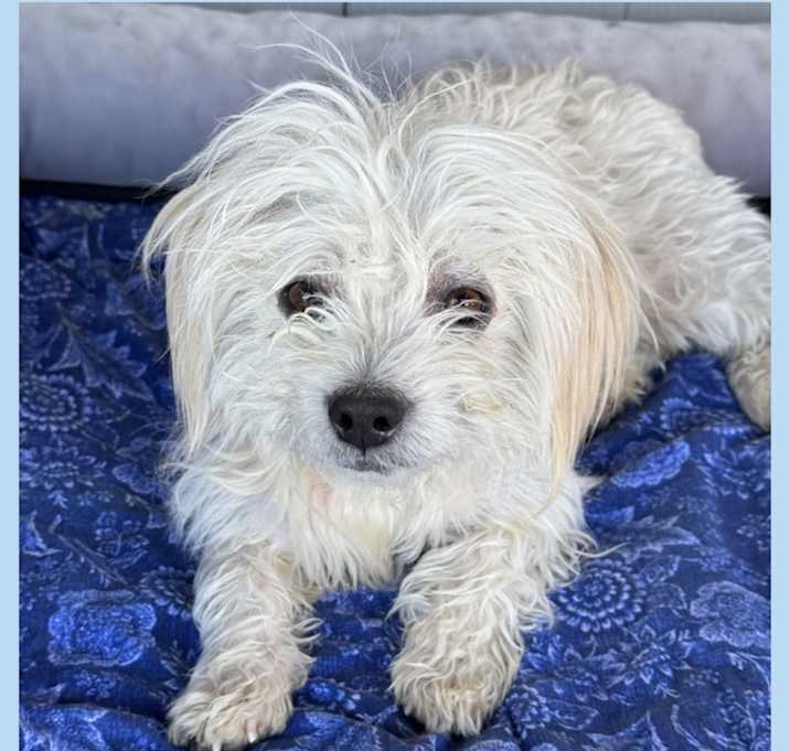 Photo of ODEN – 2 YEAR MALE MALTESE