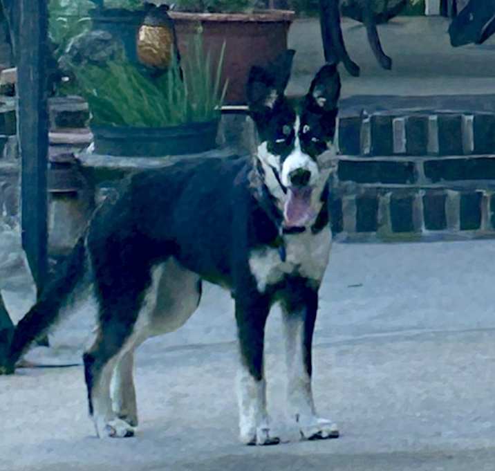 Photo of Ebony