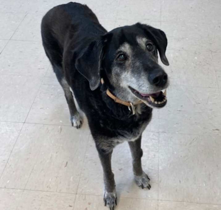 Photo of Lola (Special Paws) (bonded wi