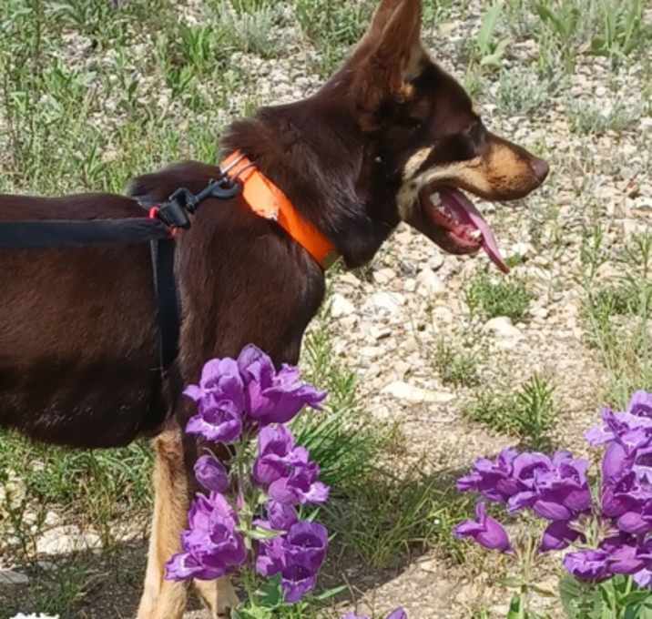 Photo of Charlie Babe