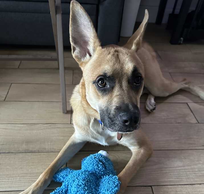Photo of Deuce