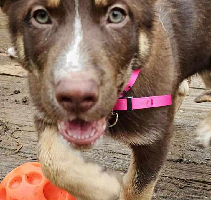 Photo of Deena (13wk PUPPY)