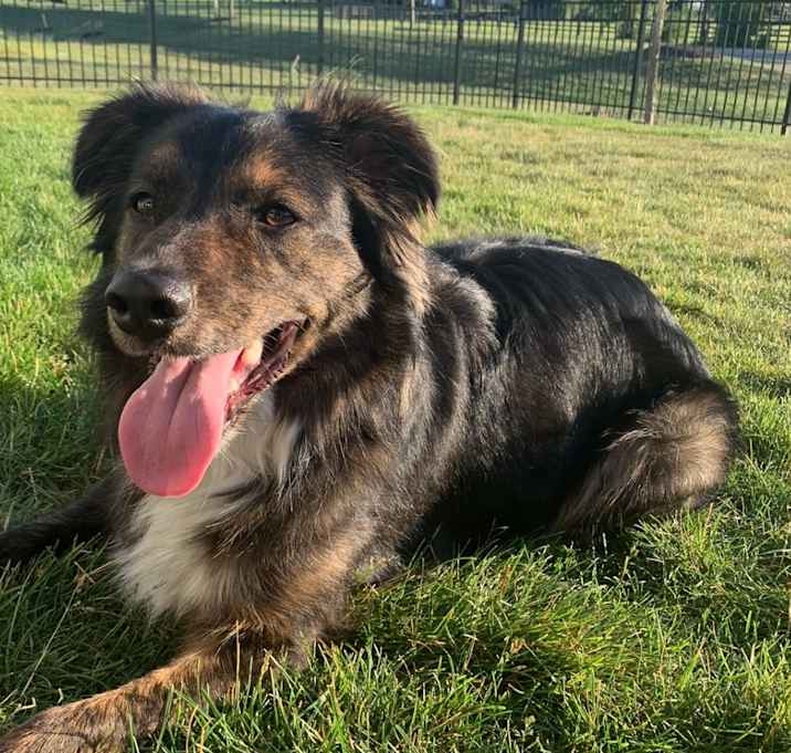 Photo of Portland - FOSTER OR ADOPTER NEEDED!