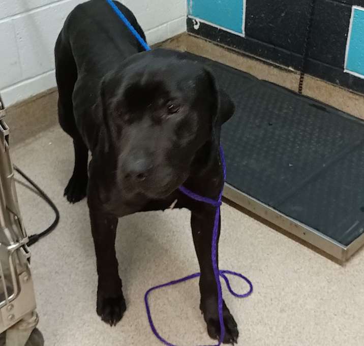 Photo of Big Dog