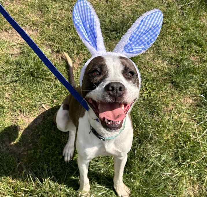 Photo of Pongo