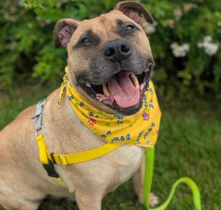 Photo of Meatball