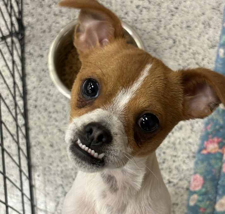 Photo of ZEKE – 5 MONTH CHIHUAHUA MALE