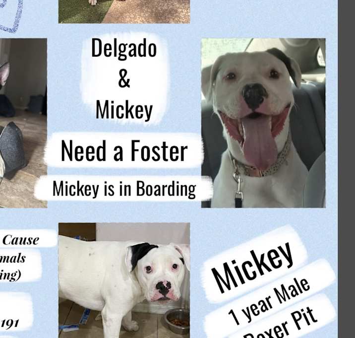Photo of FOSTERS NEEDED