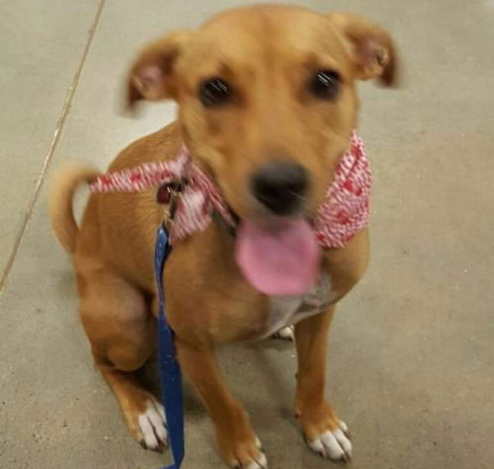 Photo of Ginger