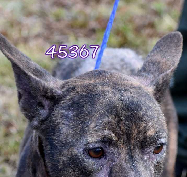 Photo of Nala