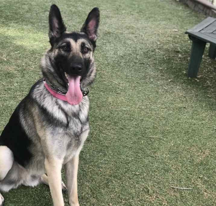 Photo of Kona