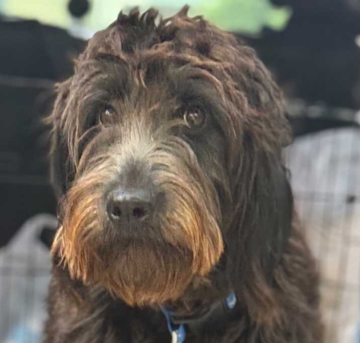 Photo of Millie