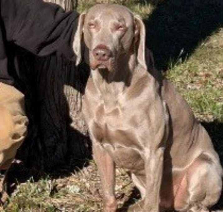 Photo of Gunner