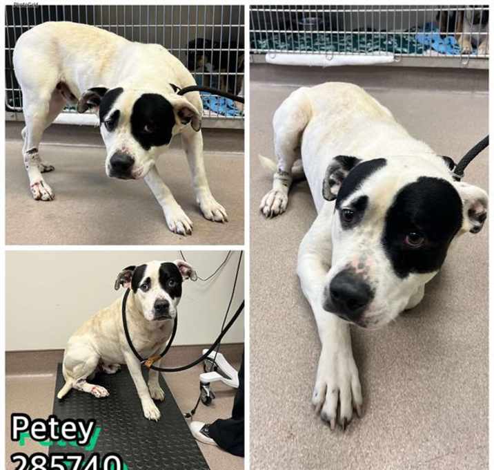 Photo of PETEY