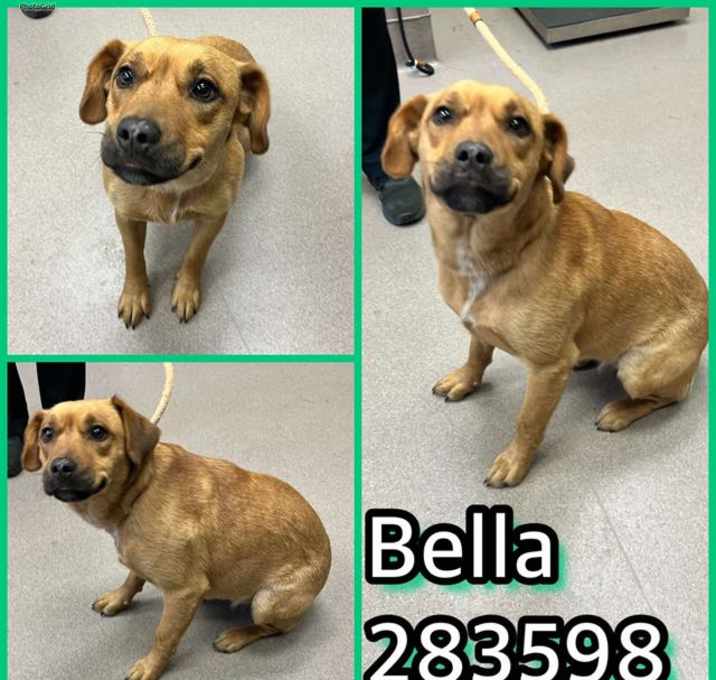 Photo of BELLA