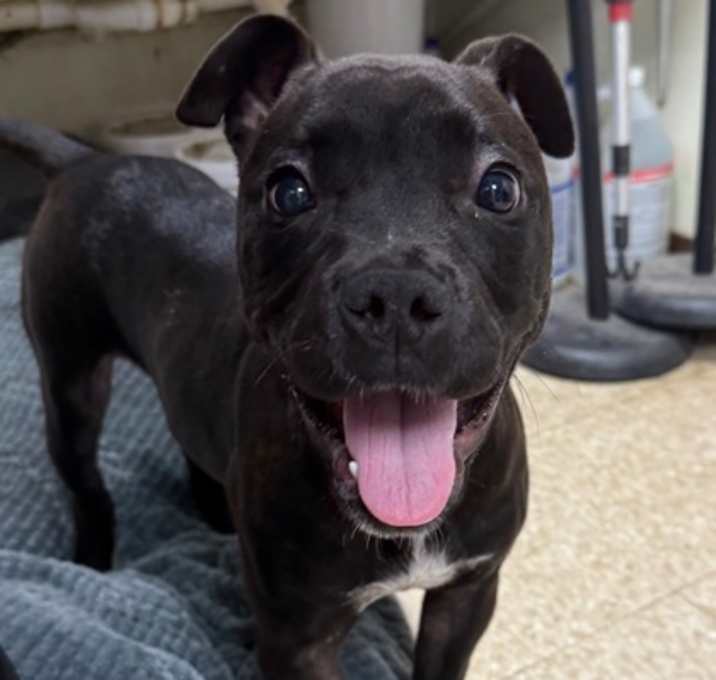 Photo of Tinker