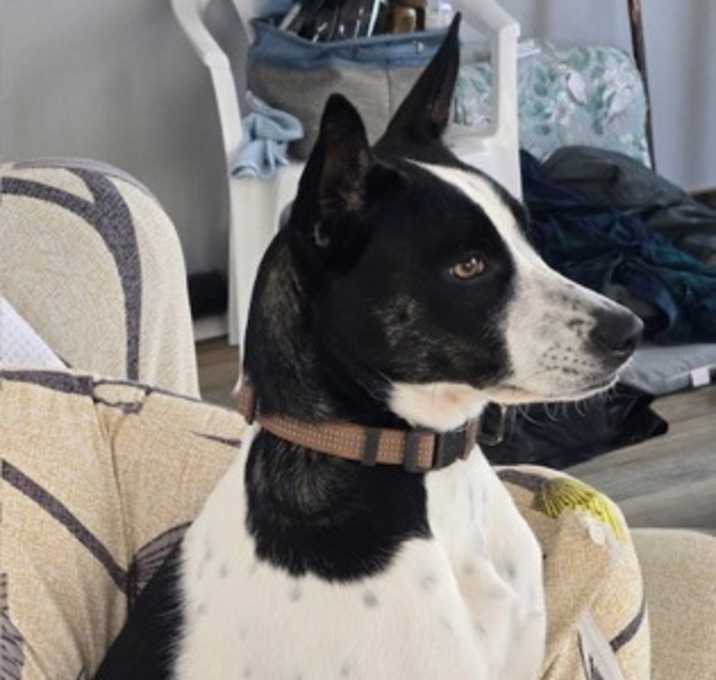 Photo of Gracie