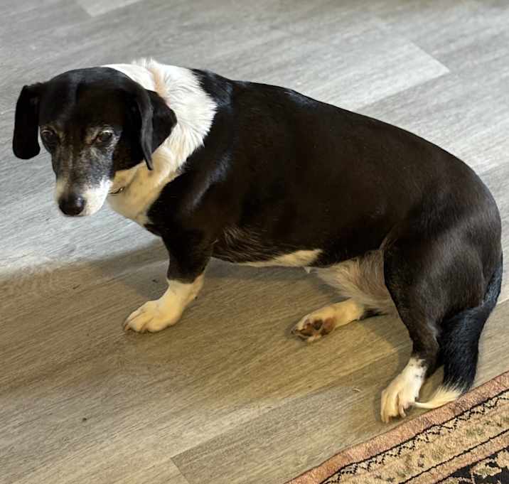 Photo of Stella
