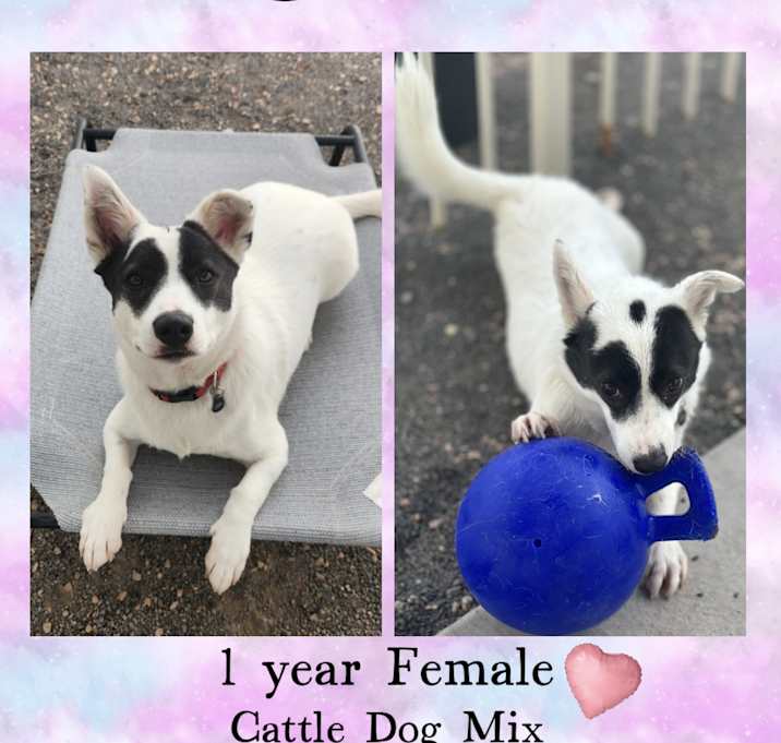 Photo of SADIE – 1 YEAR CATTLE DOG MIX